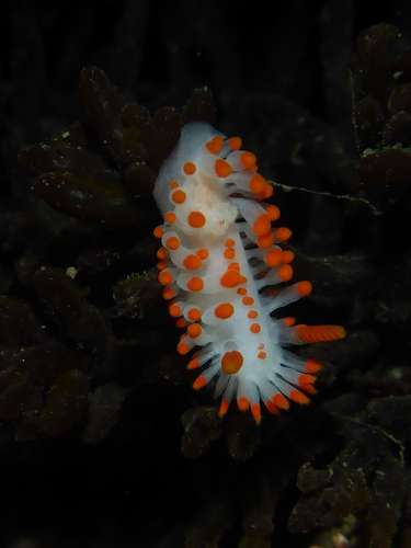 McDonald's Dorid