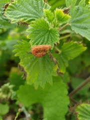 Habrosyne pyritoides