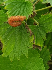 Habrosyne pyritoides