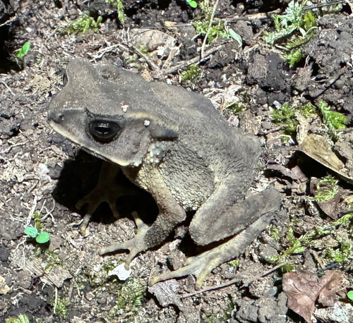 Celebes Toad, Ingerophrynus celebensis
