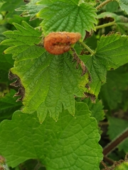 Habrosyne pyritoides