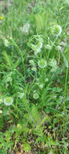 Lagoecia cuminoides, photograph 4