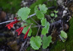 Salvia roemeriana