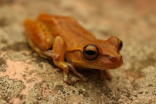 Rio de Lençóis Tree Frog, Bokermannohyla oxente