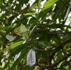 Photinia serratifolia