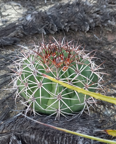 Melocactus lanssensianus
