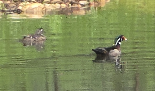 Wood Duck