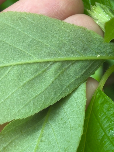Clethra acuminata, photograph 5