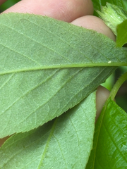 author not stated, no rights reserved Clethra acuminata, photograph author not stated, no rights reserved