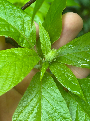 Clethra acuminata, photograph 4