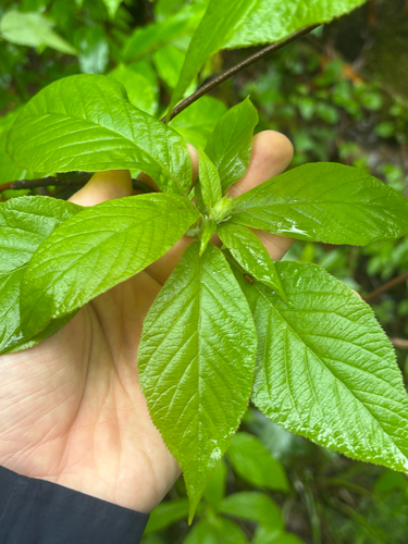 Clethra acuminata, photograph 3