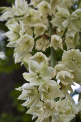 Yucca