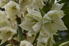 Yucca