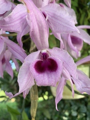 Dendrobium anosmum