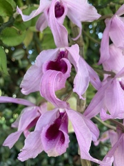 Dendrobium anosmum