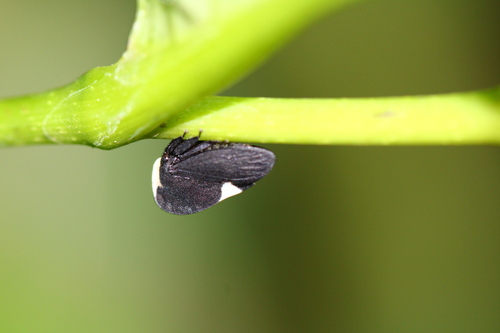 Membracis notulata