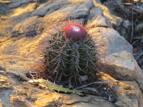 Melocactus X horridus
