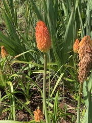 Kniphofia linearifolia