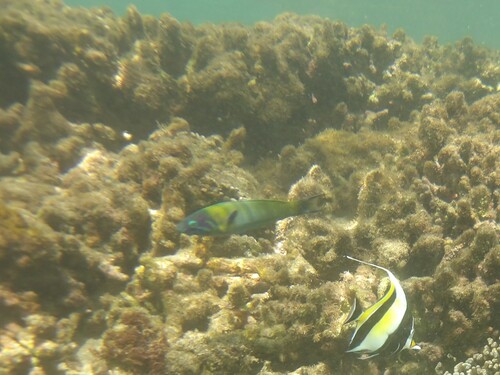Thalassoma genivittatum observed 2026-05-08