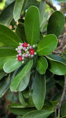 Canella winterana, photograph 2