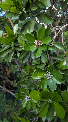 Canella winterana, photograph 3