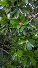 author not stated, no rights reserved Canella winterana, photograph author not stated, no rights reserved
