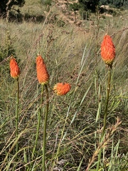 Kniphofia linearifolia
