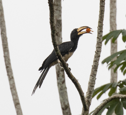 Congo Pied Hornbill