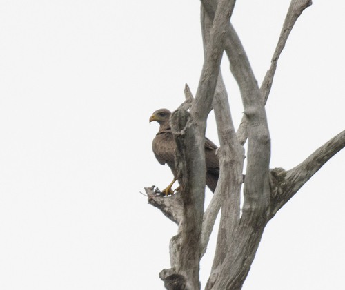 Black Kite