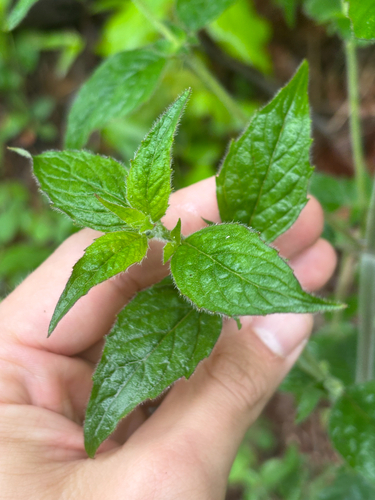 Pycnanthemum incanum