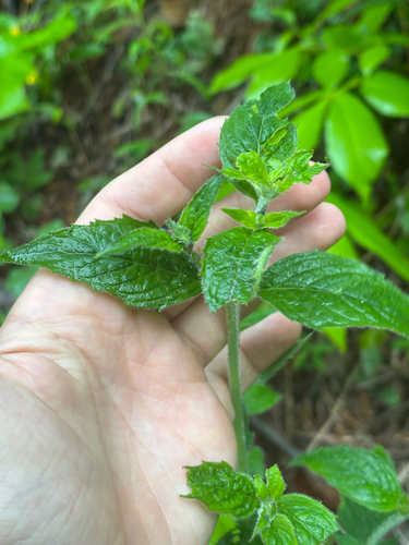 Pycnanthemum incanum