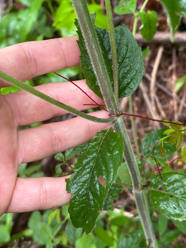 Pycnanthemum incanum