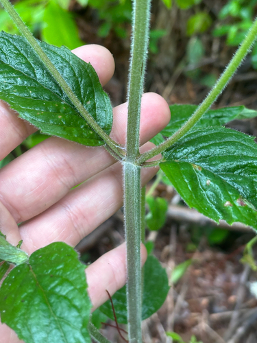 Pycnanthemum incanum