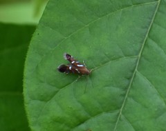 Strobisia proserpinella