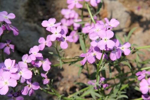 Matthiola maderensis