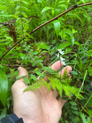 author not stated, no rights reserved Vicia caroliniana, photograph author not stated, no rights reserved