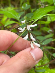 author not stated, no rights reserved Vicia caroliniana, photograph author not stated, no rights reserved