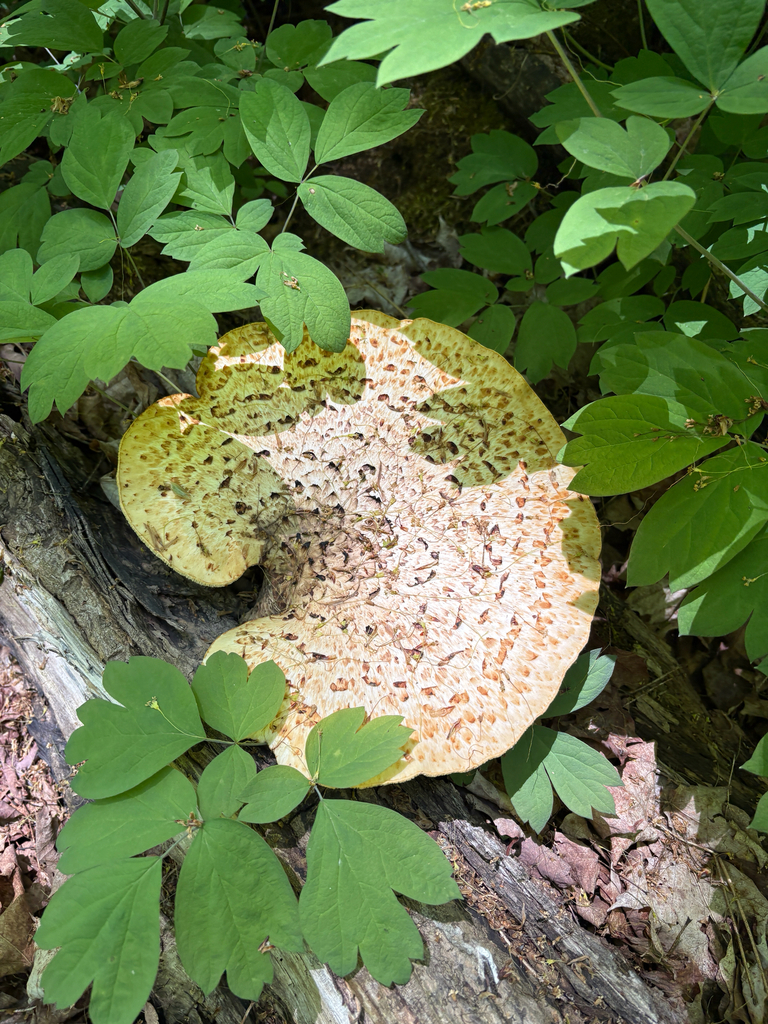 Dryad's Saddle · May 2026 · photo: Photo: no rights reserved · iNaturalist