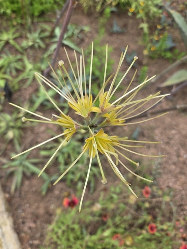 Manfreda variegata 2