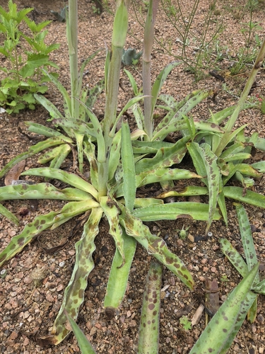 Manfreda variegata 3