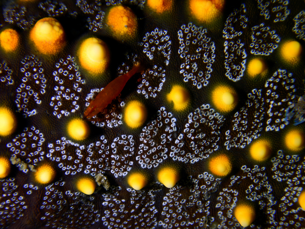 seastar shrimp