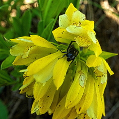 Eulophia leontoglossa