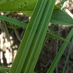 Eulophia leontoglossa