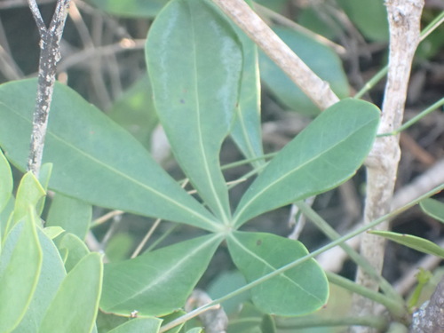 Cussonia thyrsiflora, photograph 6