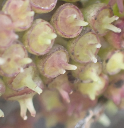 Cussonia thyrsiflora, photograph 5