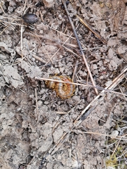 Scolopendra cingulata