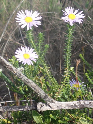Felicia echinata, photograph 5
