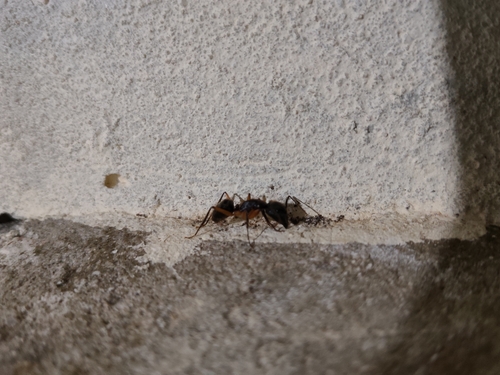 Camponotus renggeri