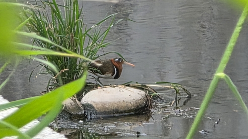 iNaturalist image