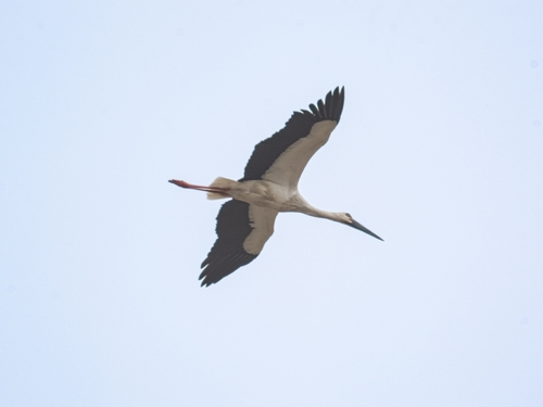 Oriental Stork